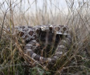 Boots can protect you from hiding snakes