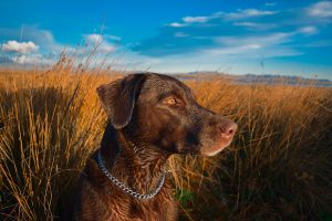 Duck hunting dog