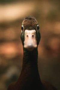 Can duck see in the dark?