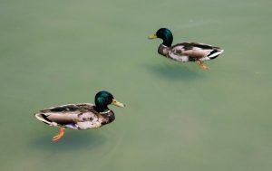 Decoys not far from duck blind