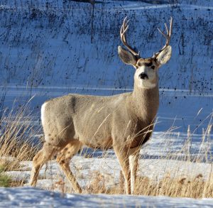 Big whitetail deer