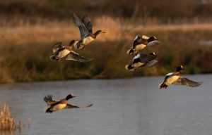 Group of flying ducks