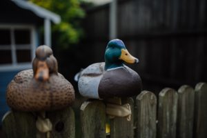 Duck decoys