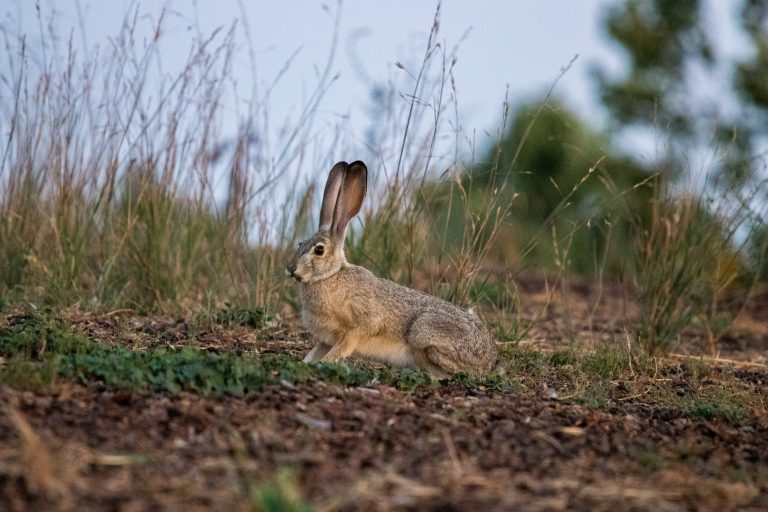 how-to-hunt-rabbits-with-a-22-huntingsage