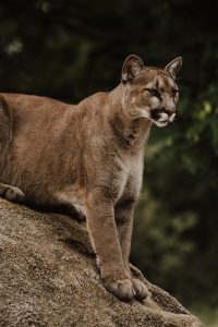 Mountain lion