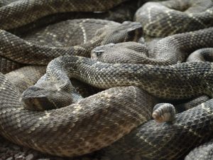 Group of snakes