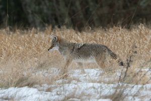 Coyote approaching deer guts