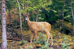 Deer have great sense of smell