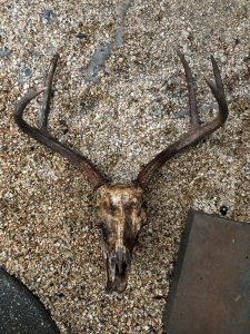 Deer skull after boiling