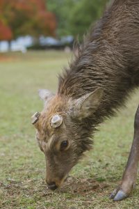 Deer after antlers fall off