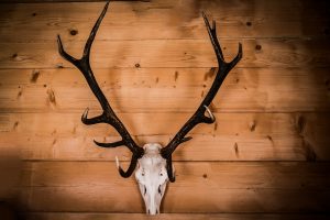 Bleached elk skull