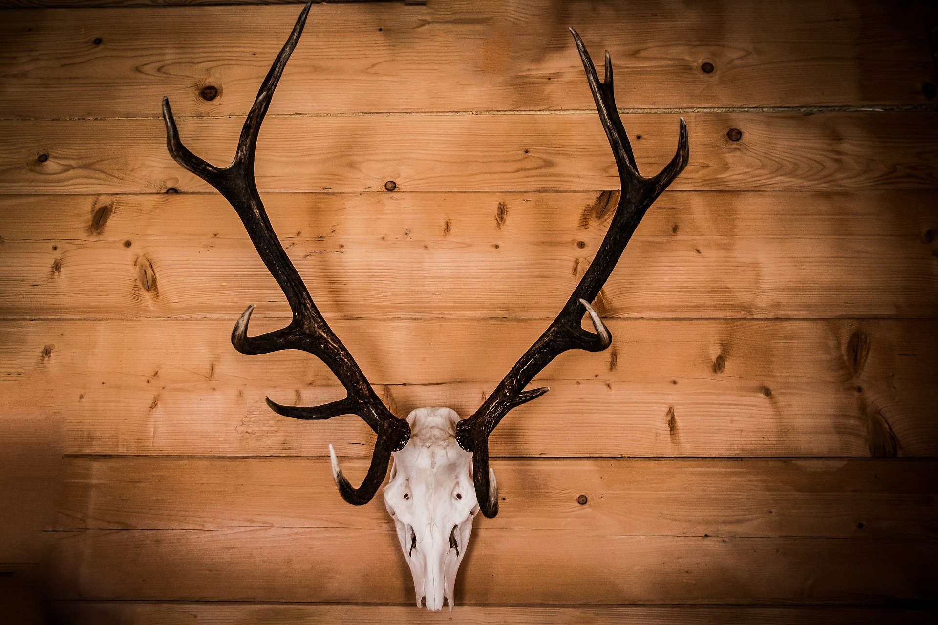 Bleaching Skulls Your How To Guide HuntingSage
