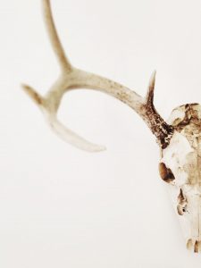 Bleaching skulls