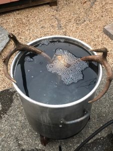 Boiling deer skull