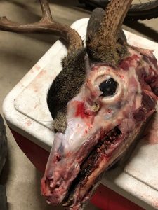 skinning deer skull
