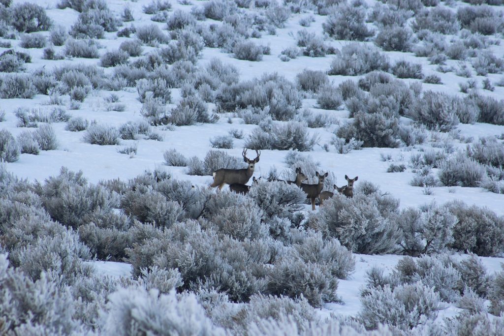 Deer out in the cold weather