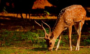 Deer feeding