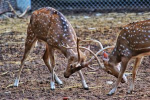 Two deer fighting with their antlers