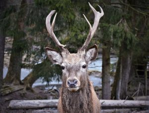 Abnormal deer antlers