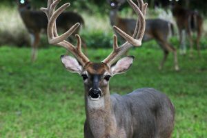 Deer antlers in velvet