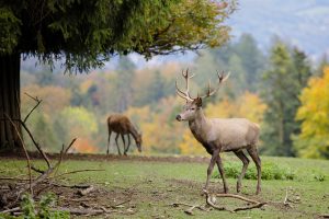 Young bull elk walking in the mountains