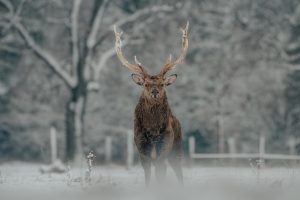 Elk out in the cold weather