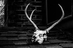 European mount deer skull