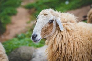 Merino Sheep