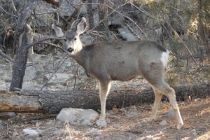 Mule deer