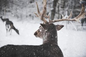 deer in the snow