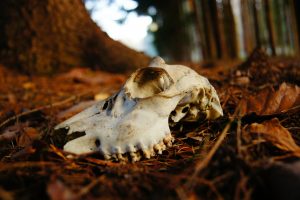 sun bleached skull