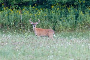 whitetail deer