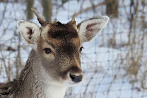 Deer with small antlers