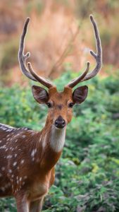 chital deer never lose their spots