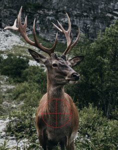 correct spot to shoot a deer head on