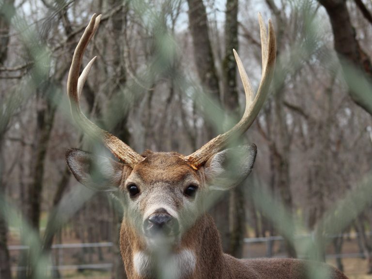 Can You Hunt Deer At Night In Georgia