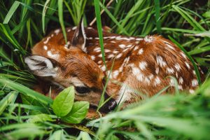baby deer use spots as for camoflauge
