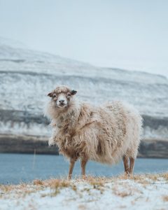 wool comes from sheep