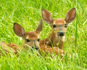 two fawns with spots