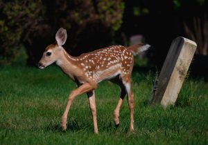 when do deer lose their spots?