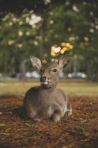 young deer with antler starting to grow from pedicle