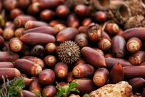 acorns are part of a turkeys natural diet