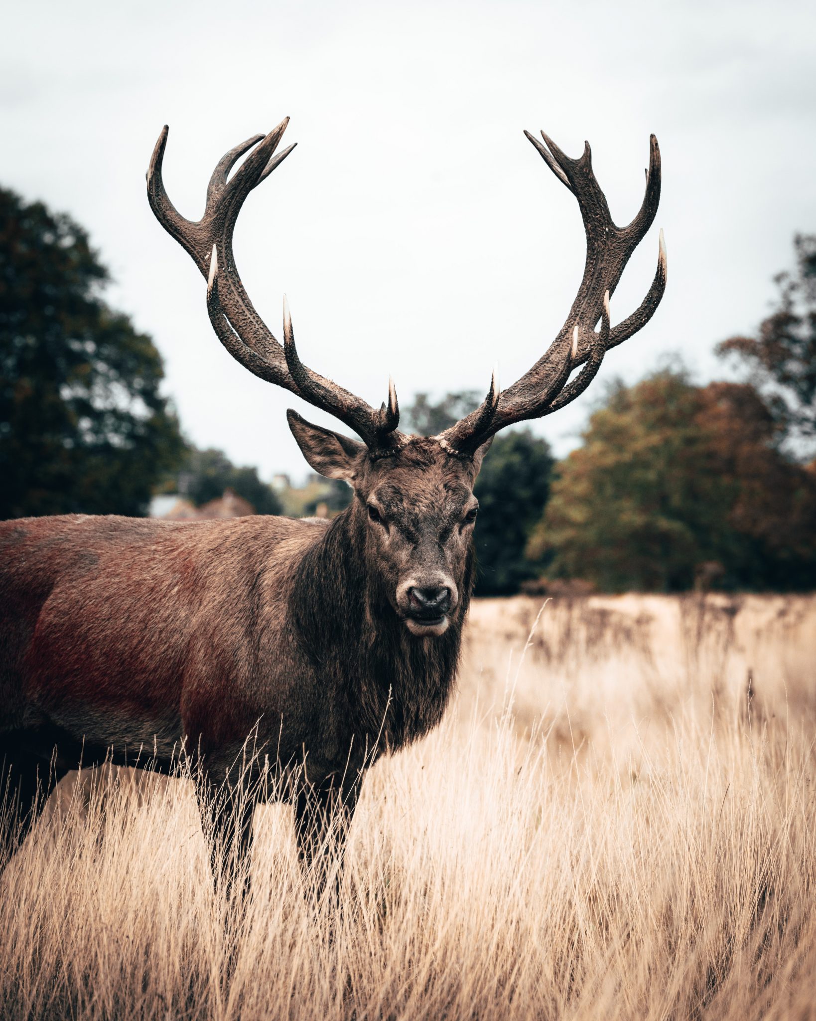 venison-vs-elk-meat-huntingsage