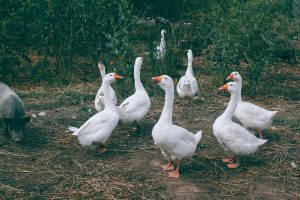 gaggle of geese