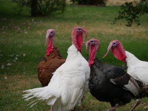 gang of turkeys