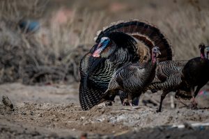 rafter of turkeys