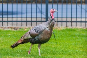 wild turkey looking for food