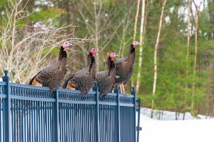 Turkeys stick together in groups called a rafter