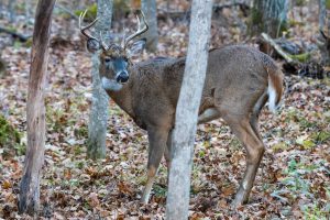 white-tailed deer in the woods