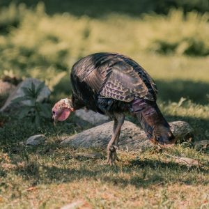 wild turkey eating